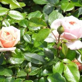 Joie de Vivre Floribunda Rose (Rosa Joie de Vivre) 5